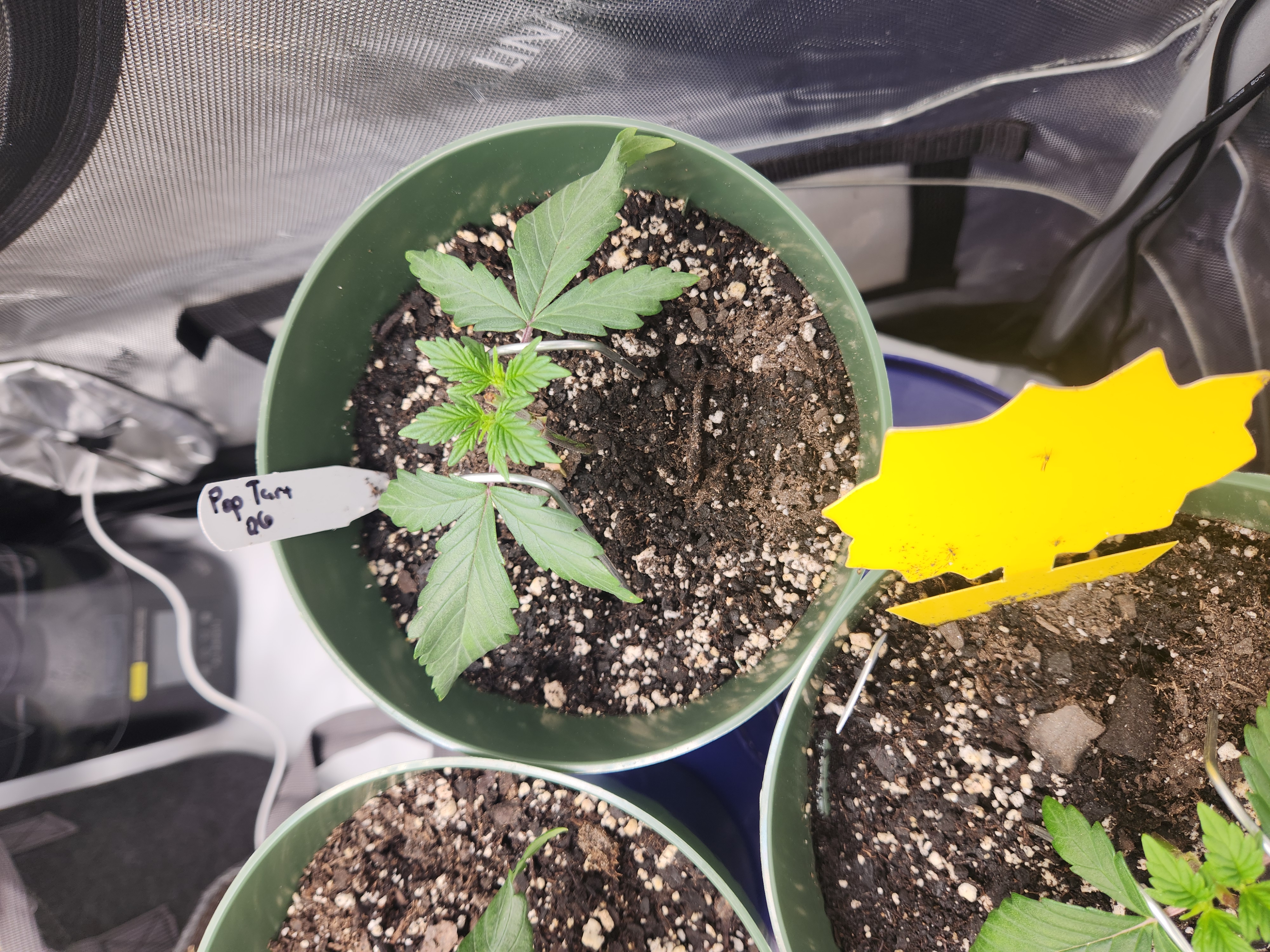 Mephisto Schoolyard Crush Grow-Pop tart OG and Apple Crush — vegetative, day 34