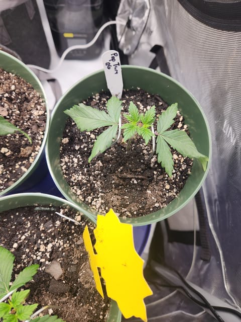 Mephisto Schoolyard Crush Grow-Pop tart OG and Apple Crush — vegetative, day 34