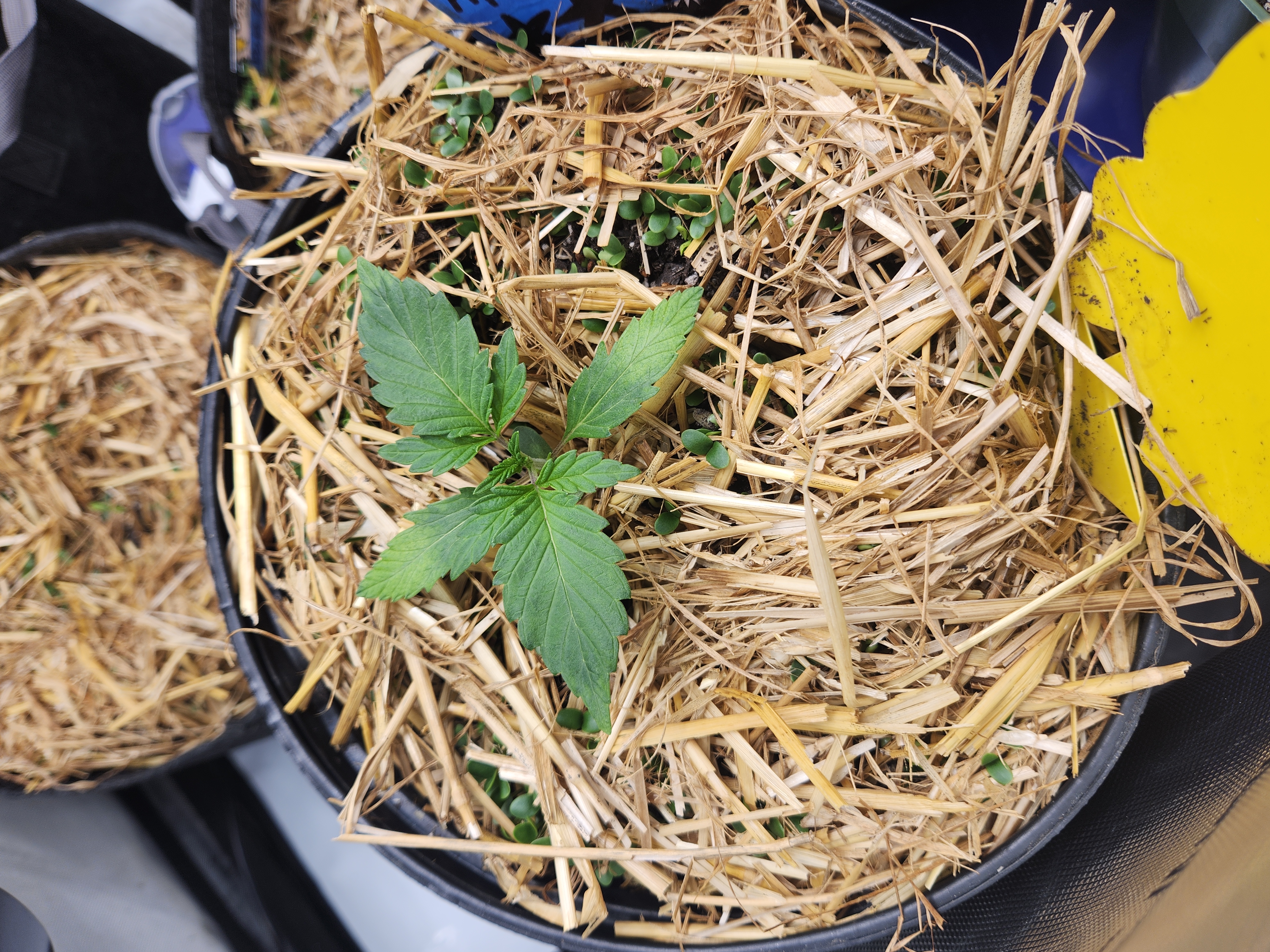 Mephisto Apple Crush in Nature's Living Soil  — seedling_rooting, day 19