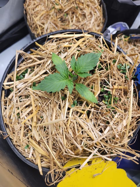 Mephisto Apple Crush in Nature's Living Soil — seedling_rooting, day 19