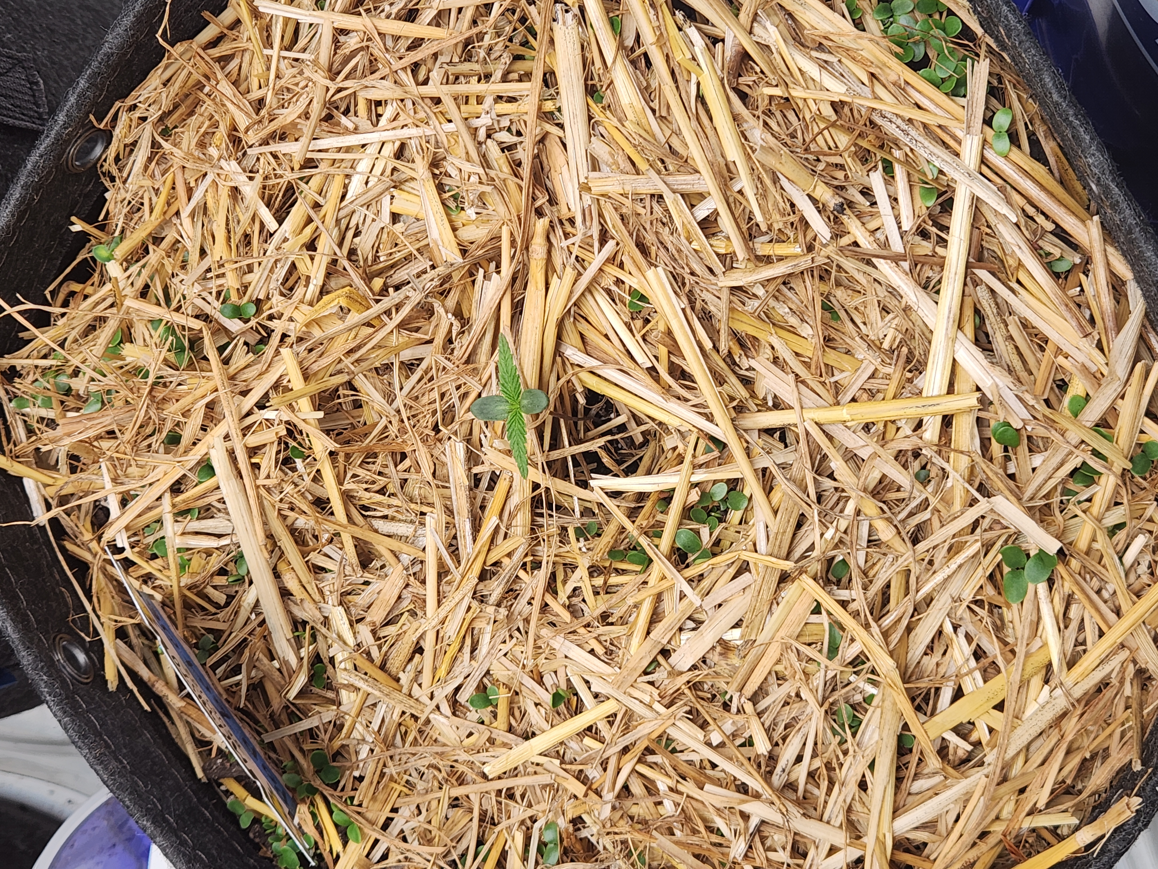 Mephisto Apple Crush and Pop tart OG in Nature's Living Soil.  — seedling_rooting, day 6