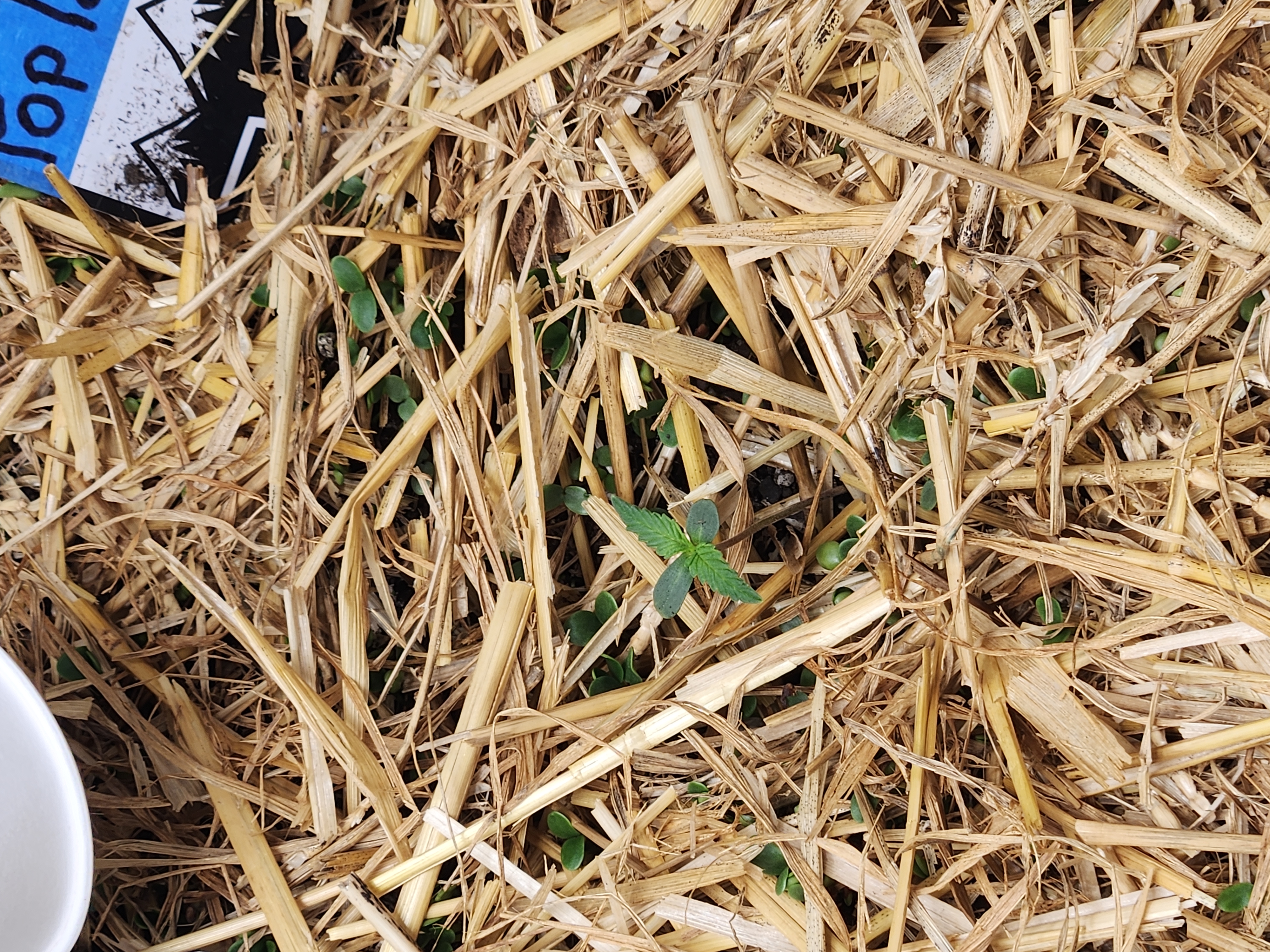 Mephisto Apple Crush and Pop tart OG in Nature's Living Soil.  — seedling_rooting, day 6