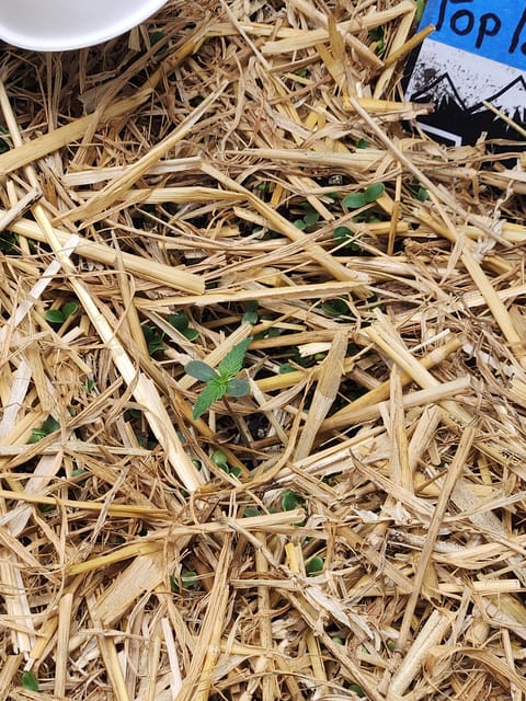 Mephisto Apple Crush and Pop tart OG in Nature's Living Soil. — seedling_rooting, day 6