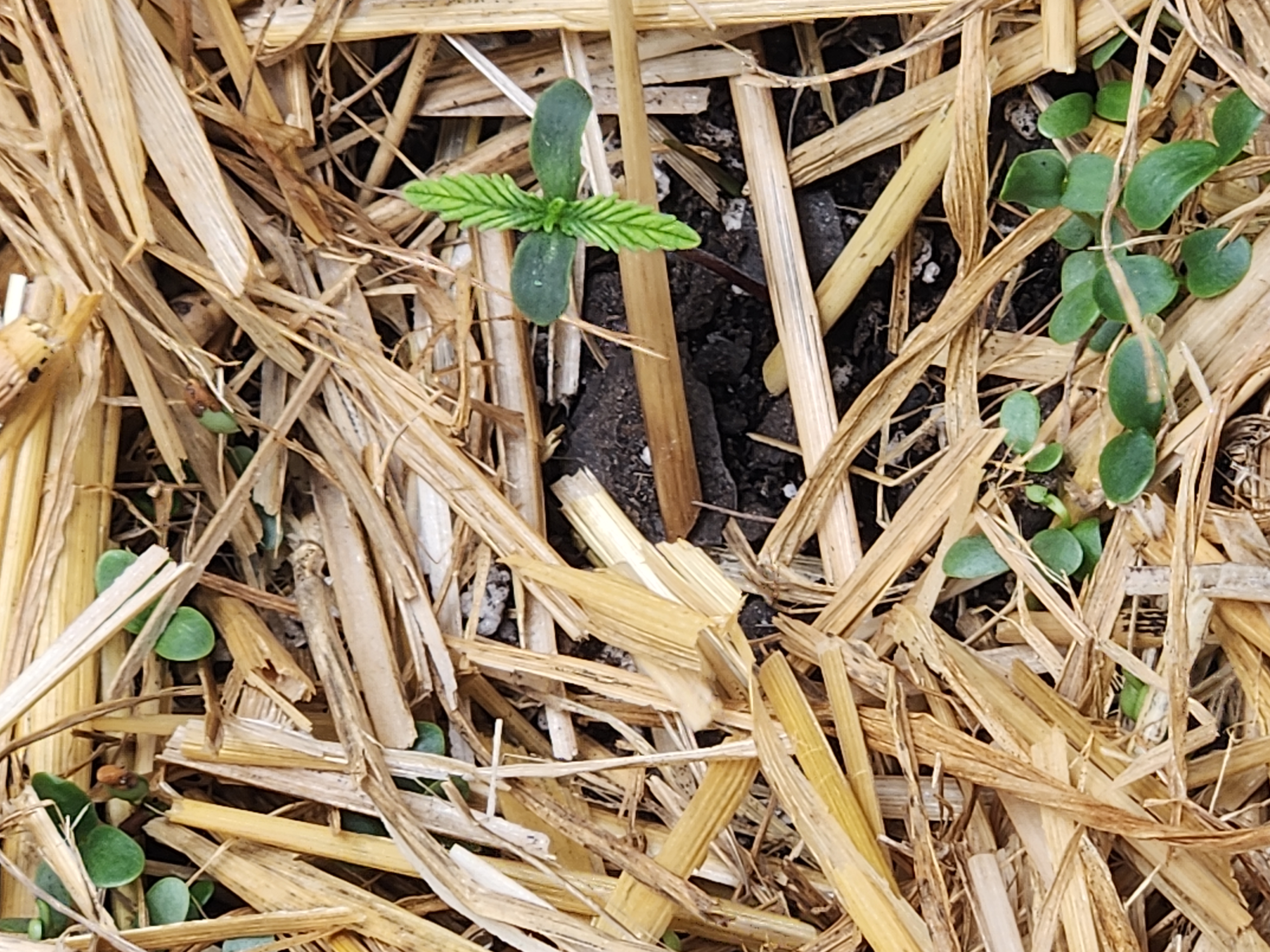 Mephisto Apple Crush and Pop tart OG in Nature's Living Soil.  — seedling_rooting, day 6