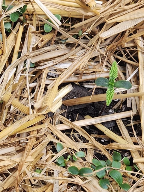 Mephisto Apple Crush and Pop tart OG in Nature's Living Soil. — seedling_rooting, day 6