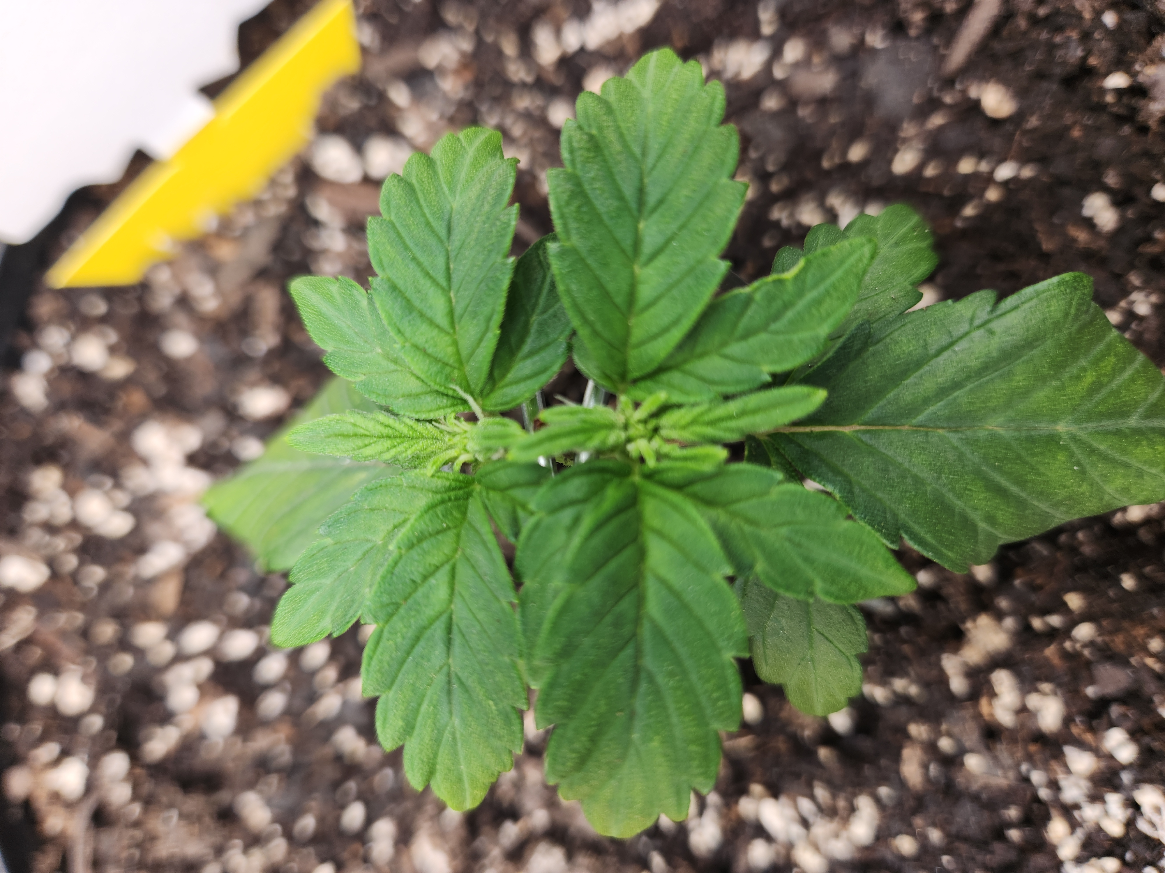 Mephisto Schoolyard Crush Grow-Pop tart OG and Apple Crush — vegetative, day 37
