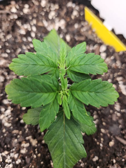 Mephisto Schoolyard Crush Grow-Pop tart OG and Apple Crush — vegetative, day 37