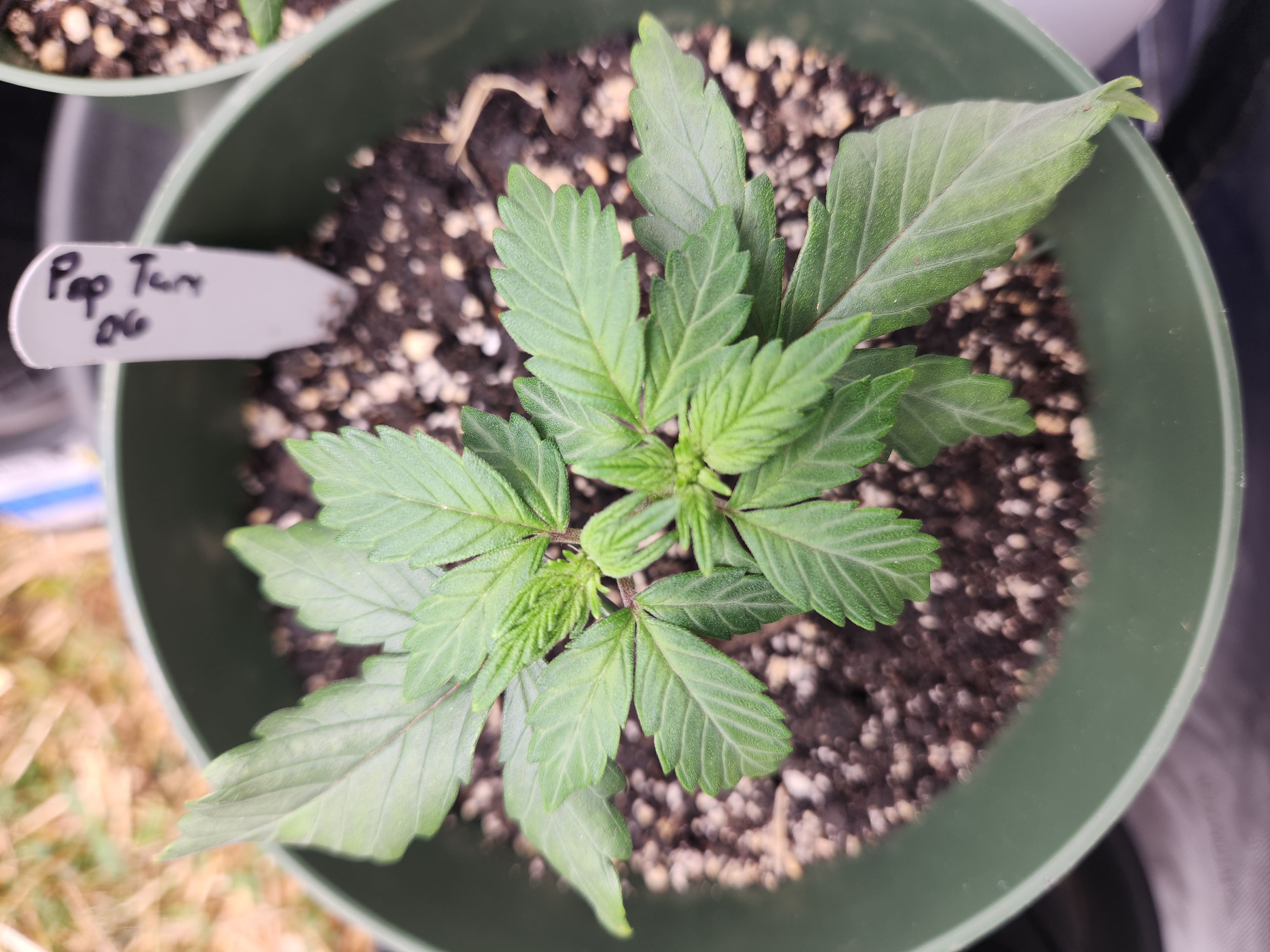 Mephisto Schoolyard Crush Grow-Pop tart OG and Apple Crush — vegetative, day 37