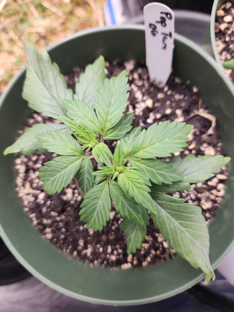 Mephisto Schoolyard Crush Grow-Pop tart OG and Apple Crush — vegetative, day 37
