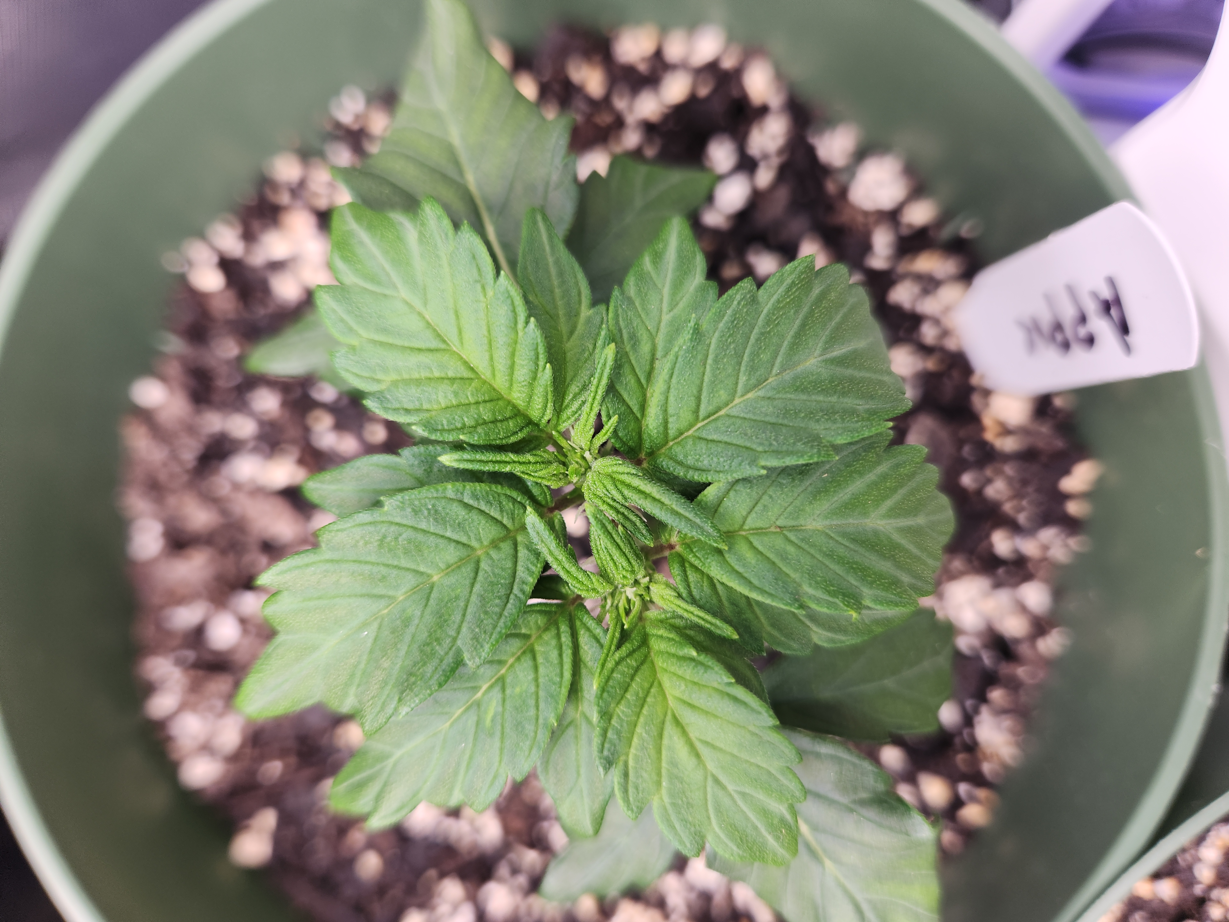 Mephisto Schoolyard Crush Grow-Pop tart OG and Apple Crush — vegetative, day 37