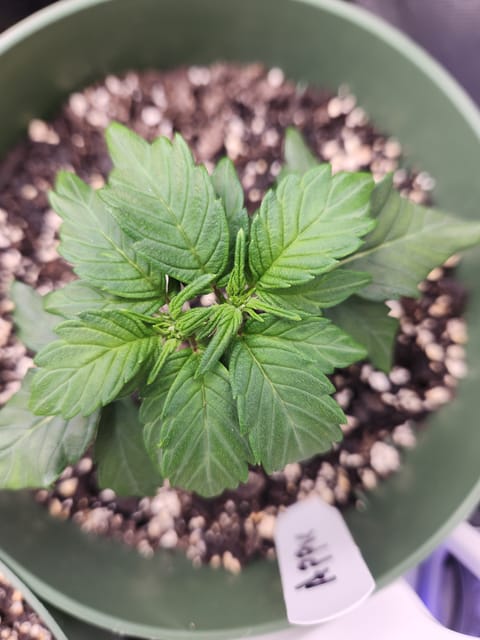 Mephisto Schoolyard Crush Grow-Pop tart OG and Apple Crush — vegetative, day 37