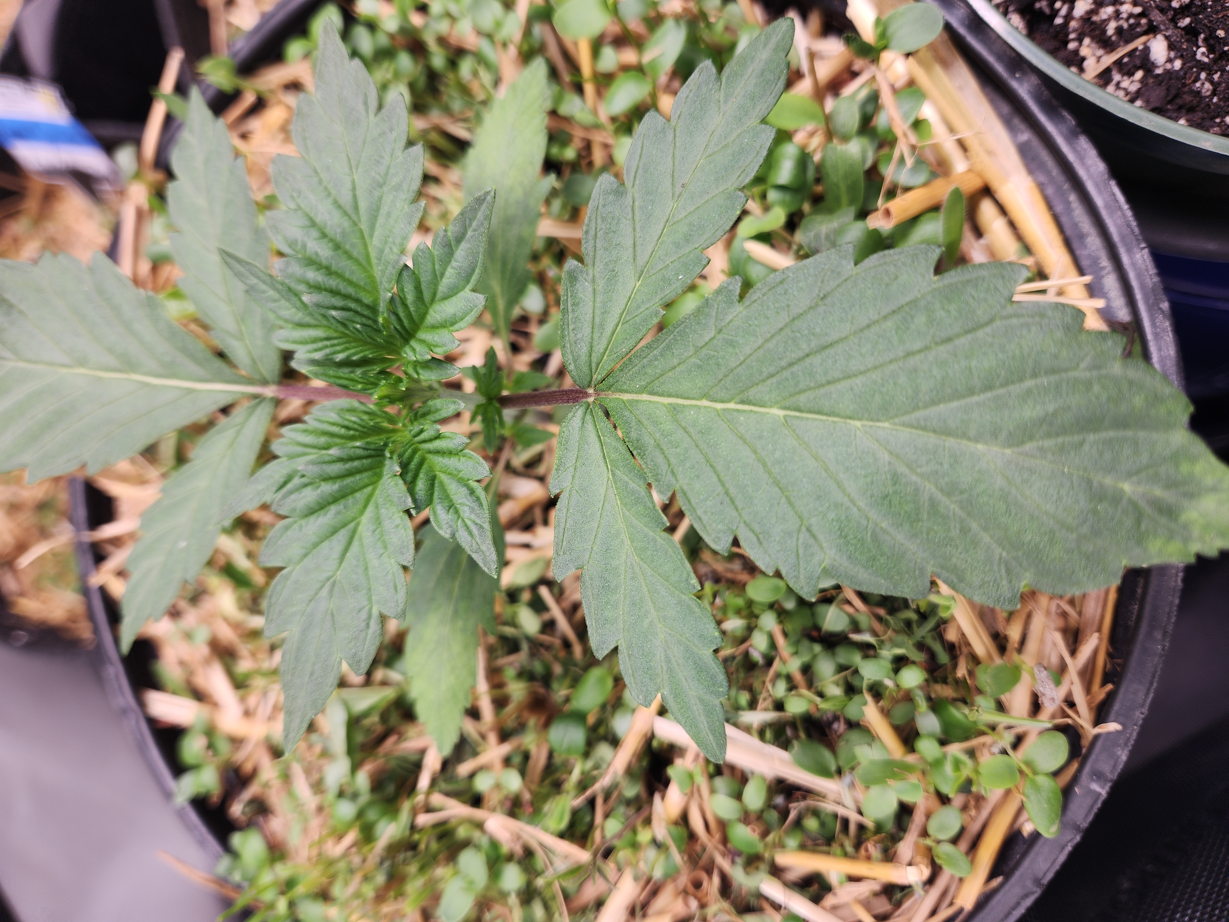 Mephisto Apple Crush in Nature's Living Soil  — vegetative, day 22