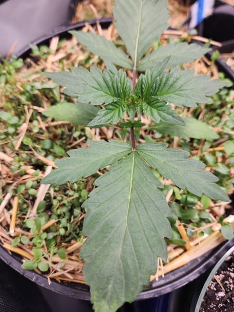 Mephisto Apple Crush in Nature's Living Soil — vegetative, day 22