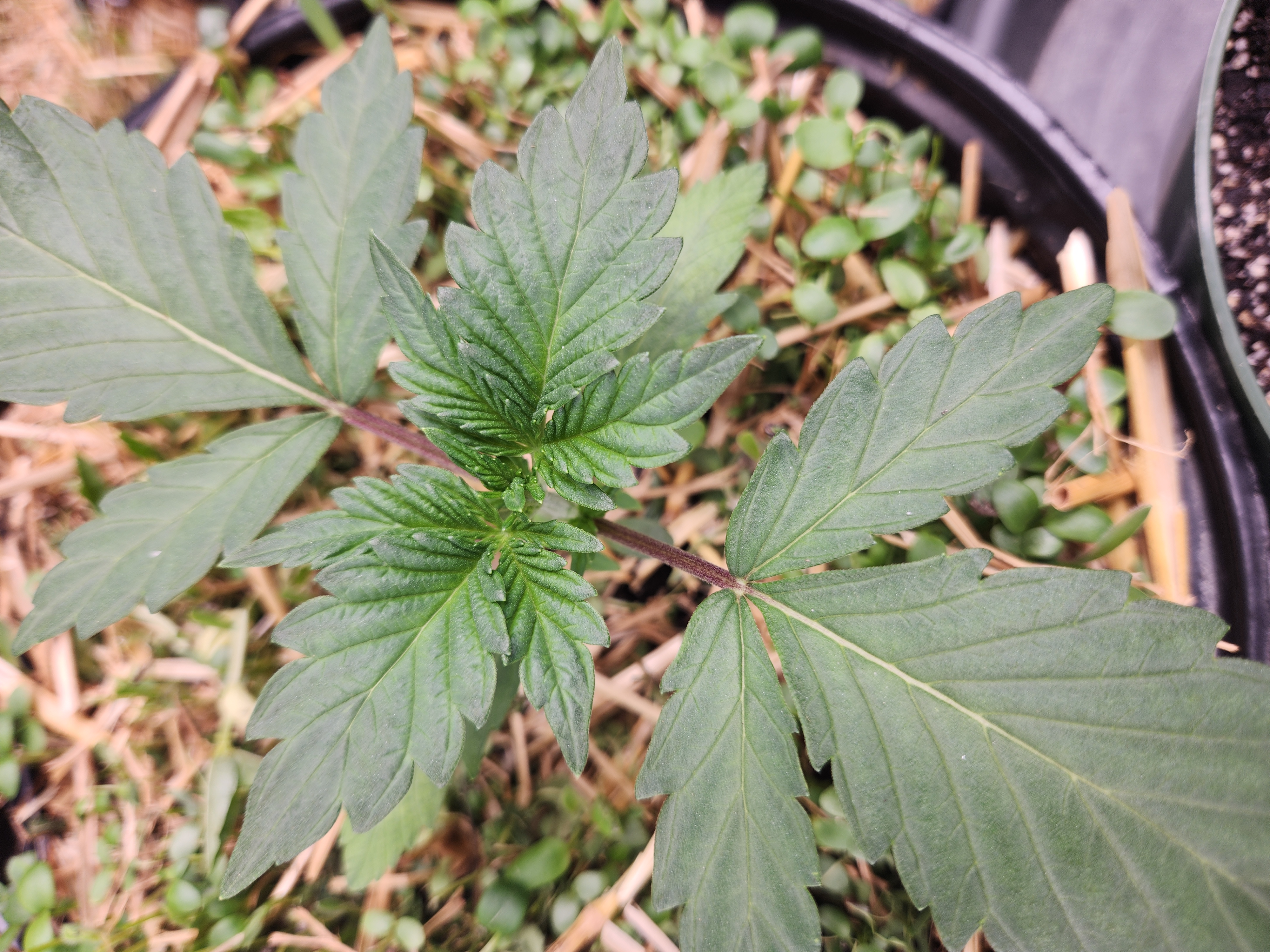 Mephisto Apple Crush in Nature's Living Soil  — vegetative, day 22