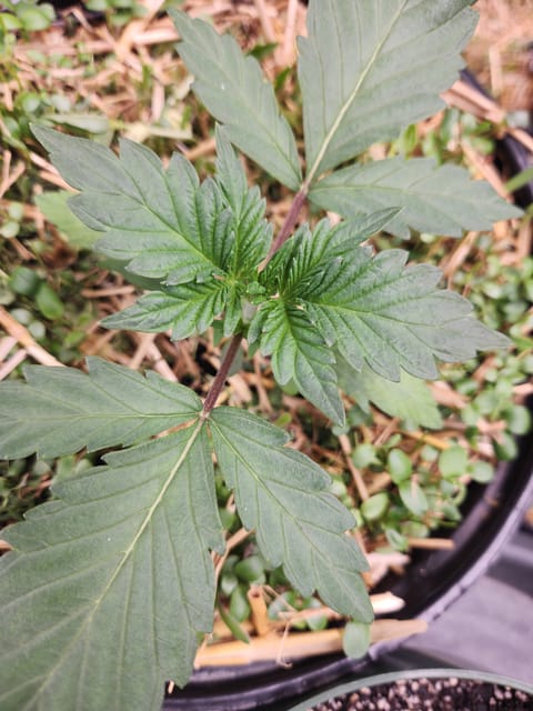 Mephisto Apple Crush in Nature's Living Soil — vegetative, day 22