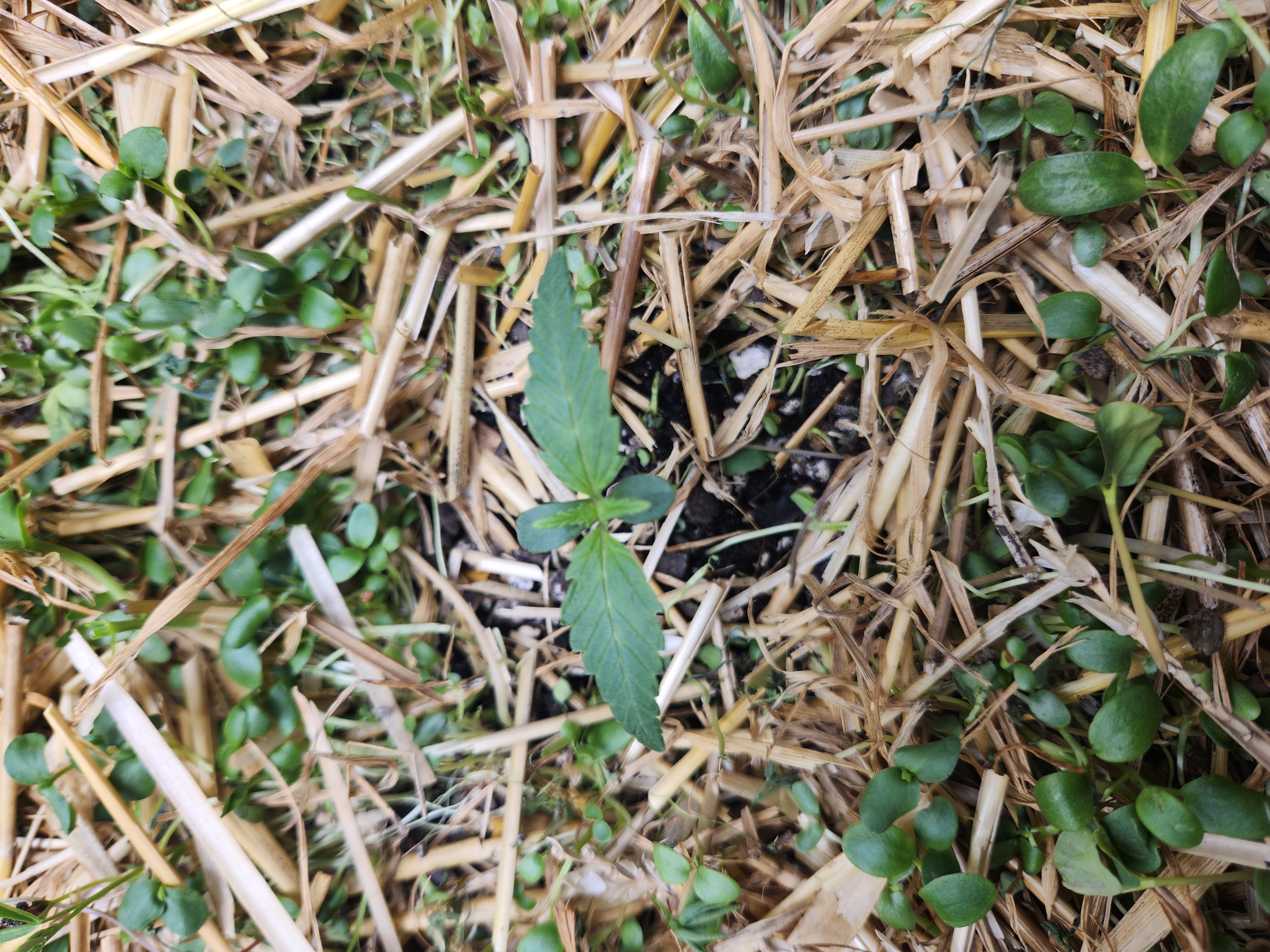 Mephisto Apple Crush and Pop tart OG in Nature's Living Soil.  — seedling_rooting, day 9