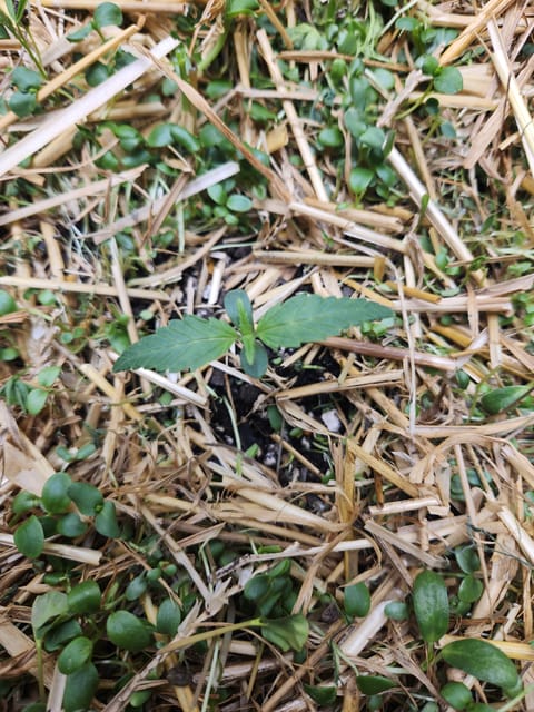 Mephisto Apple Crush and Pop tart OG in Nature's Living Soil. — seedling_rooting, day 9