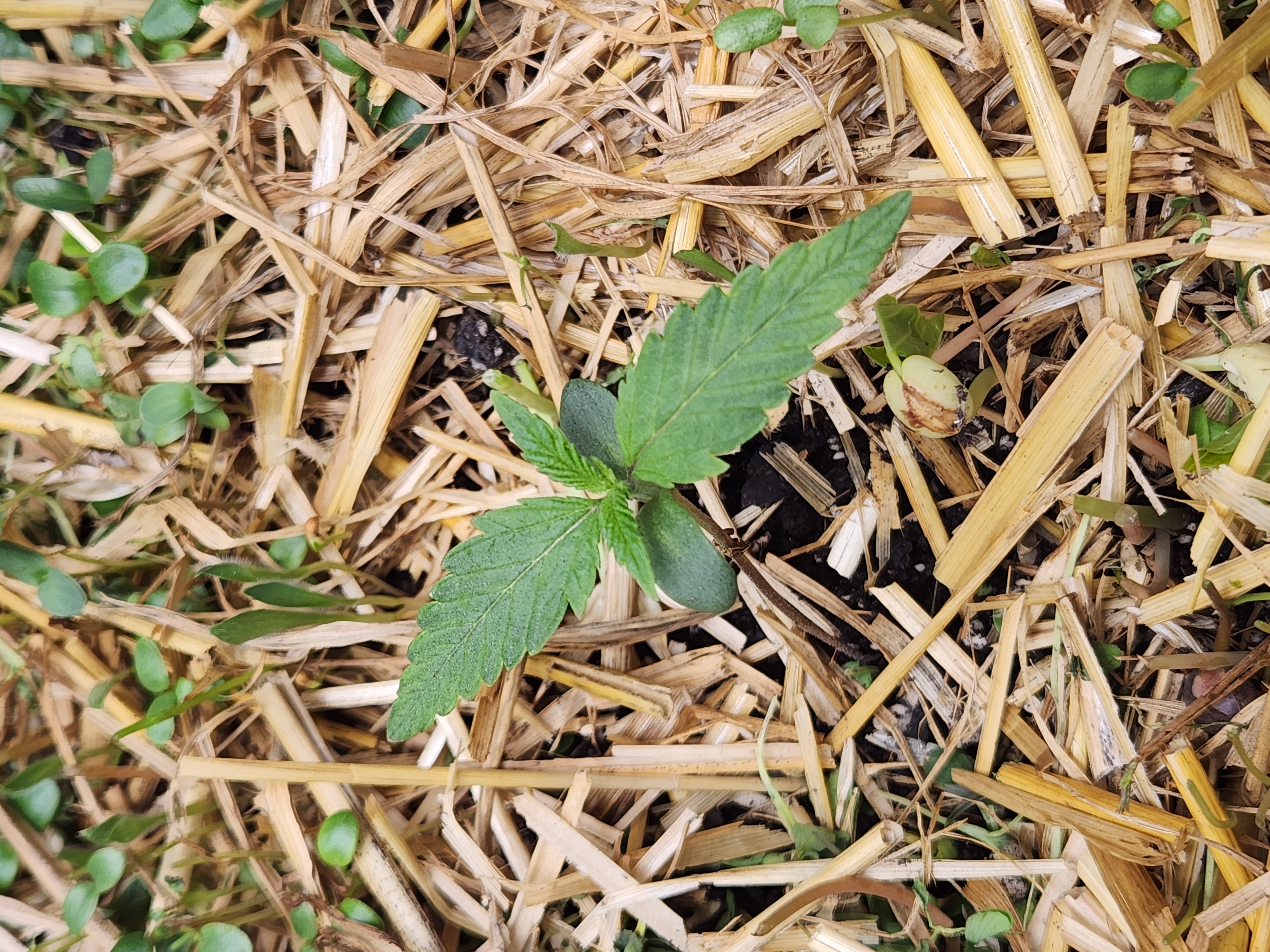 Mephisto Apple Crush and Pop tart OG in Nature's Living Soil.  — seedling_rooting, day 9