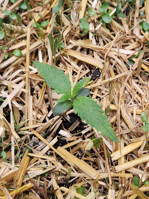 Mephisto Apple Crush and Pop tart OG in Nature's Living Soil. — seedling_rooting, day 9