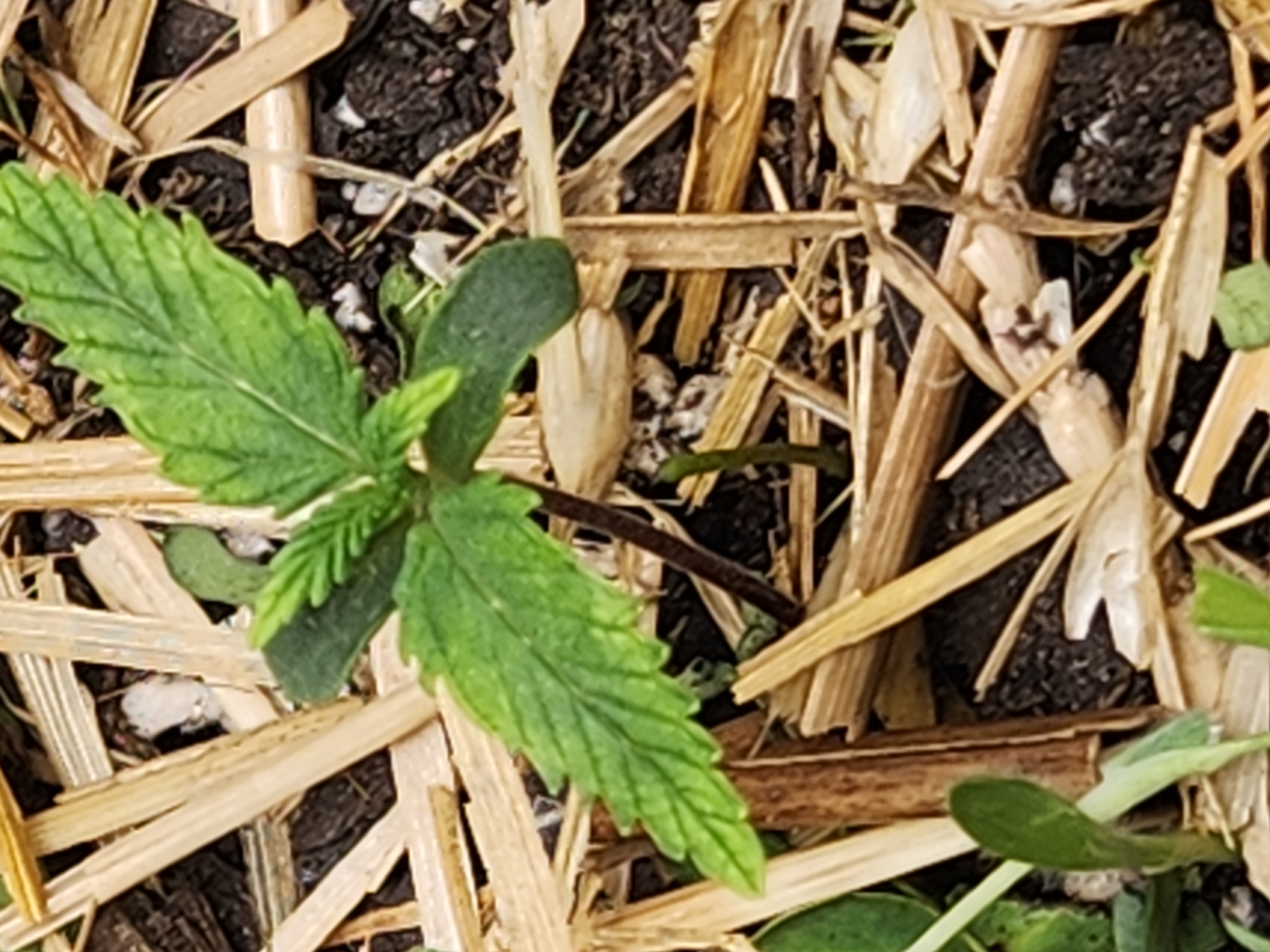 Mephisto Apple Crush and Pop tart OG in Nature's Living Soil.  — seedling_rooting, day 9