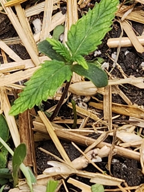 Mephisto Apple Crush and Pop tart OG in Nature's Living Soil. — seedling_rooting, day 9