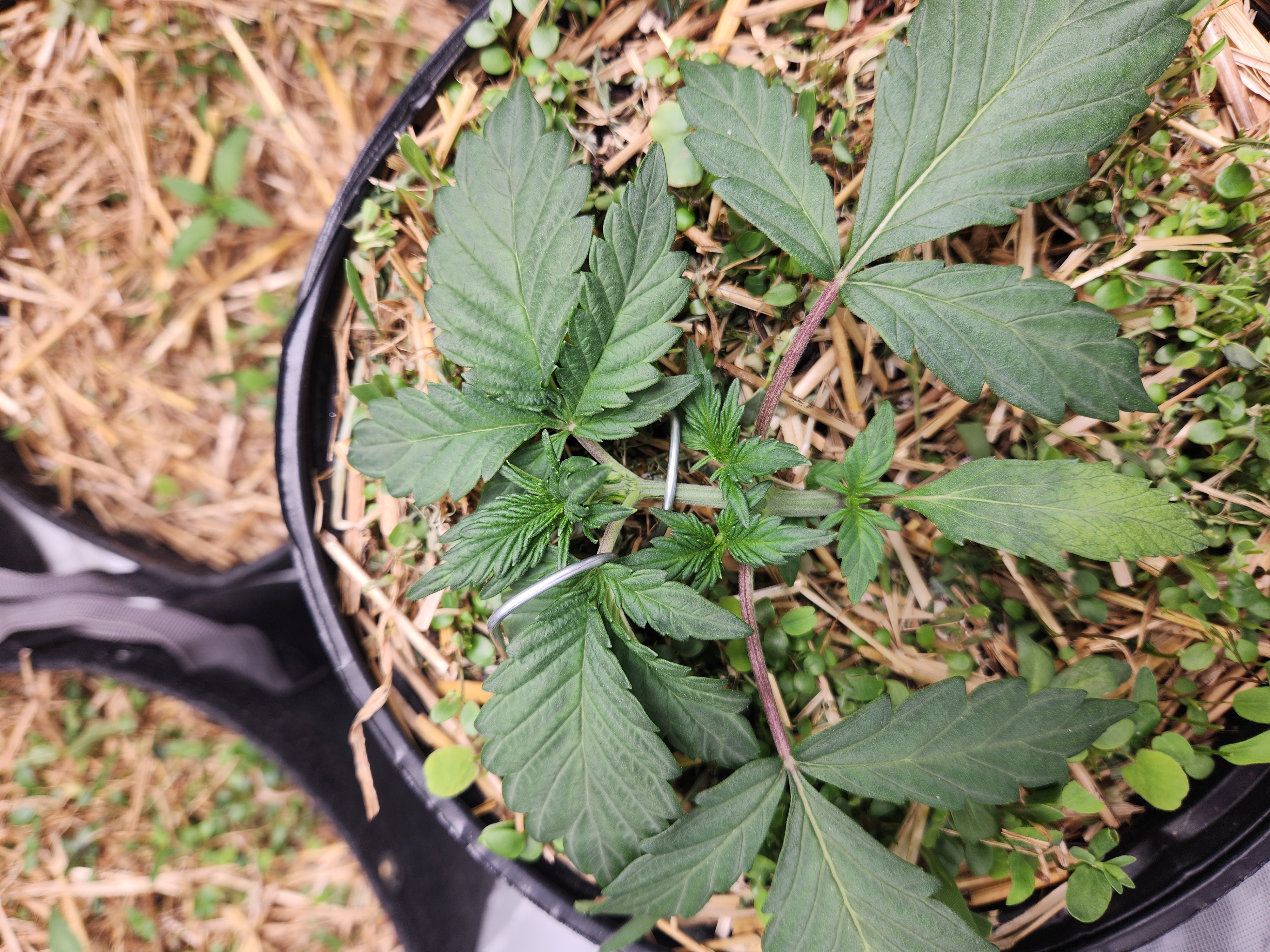 Mephisto Apple Crush in Nature's Living Soil  — vegetative, day 24