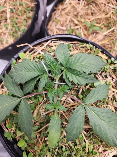Mephisto Apple Crush in Nature's Living Soil — vegetative, day 24