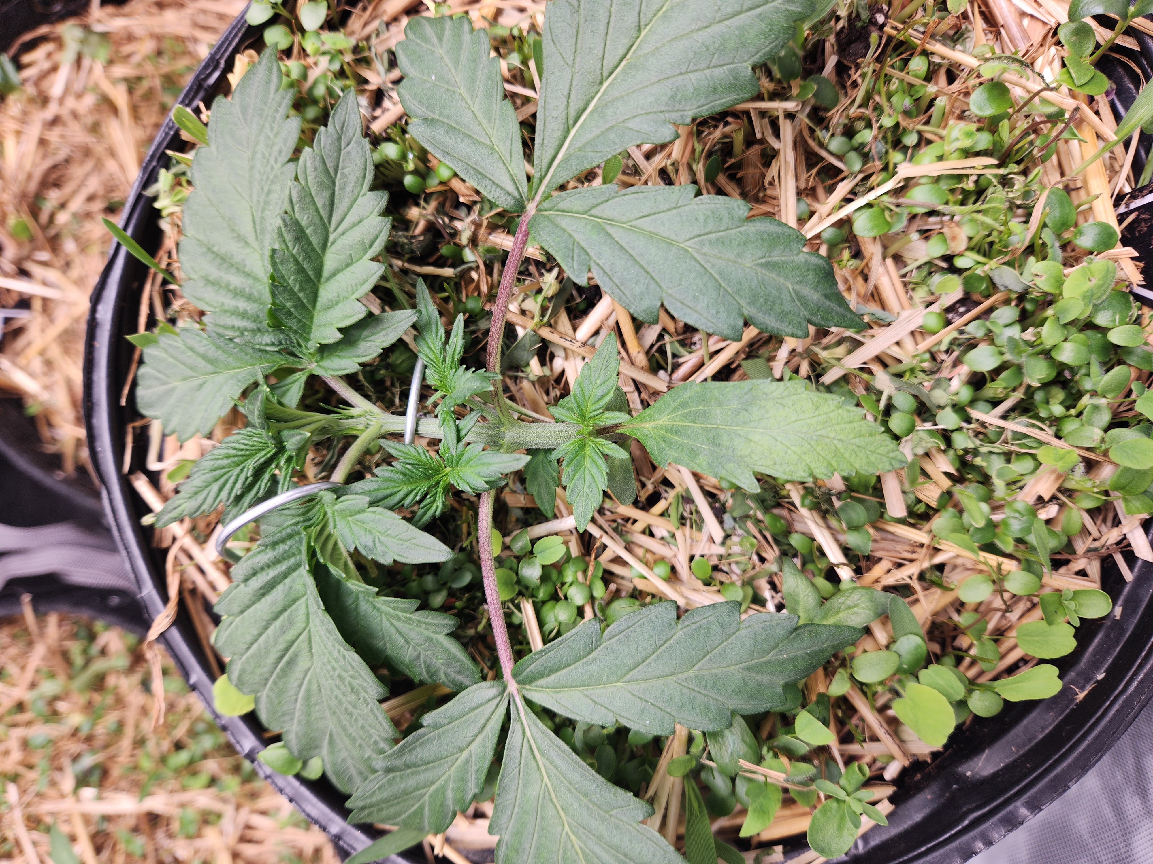Mephisto Apple Crush in Nature's Living Soil  — vegetative, day 24