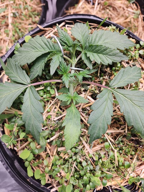 Mephisto Apple Crush in Nature's Living Soil — vegetative, day 24