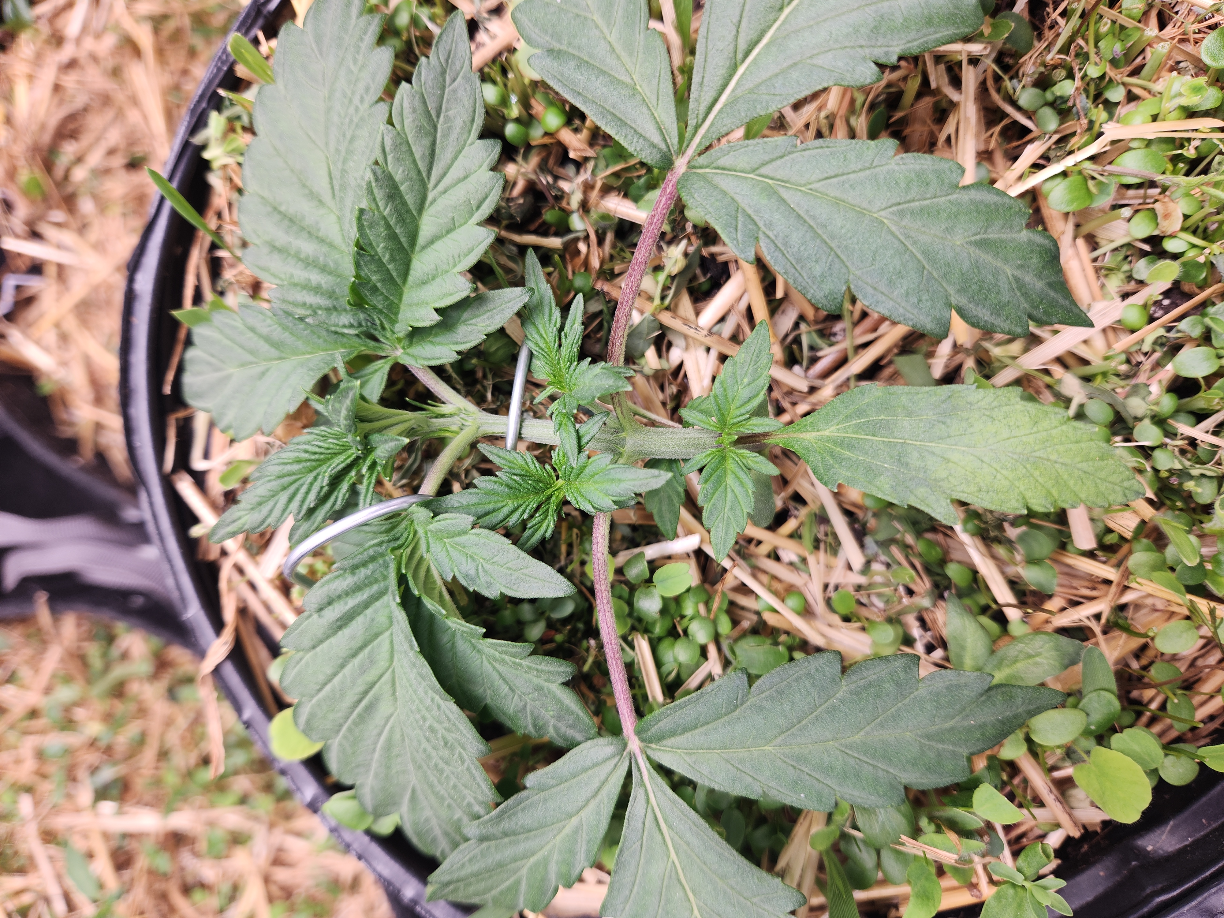 Mephisto Apple Crush in Nature's Living Soil  — vegetative, day 24