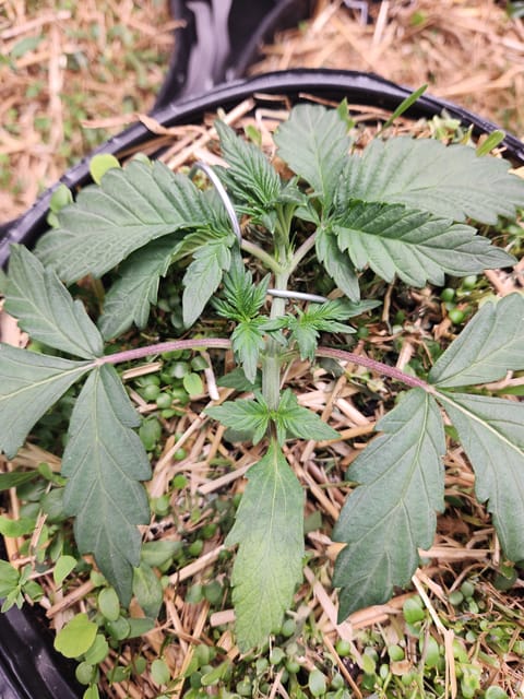 Mephisto Apple Crush in Nature's Living Soil — vegetative, day 24