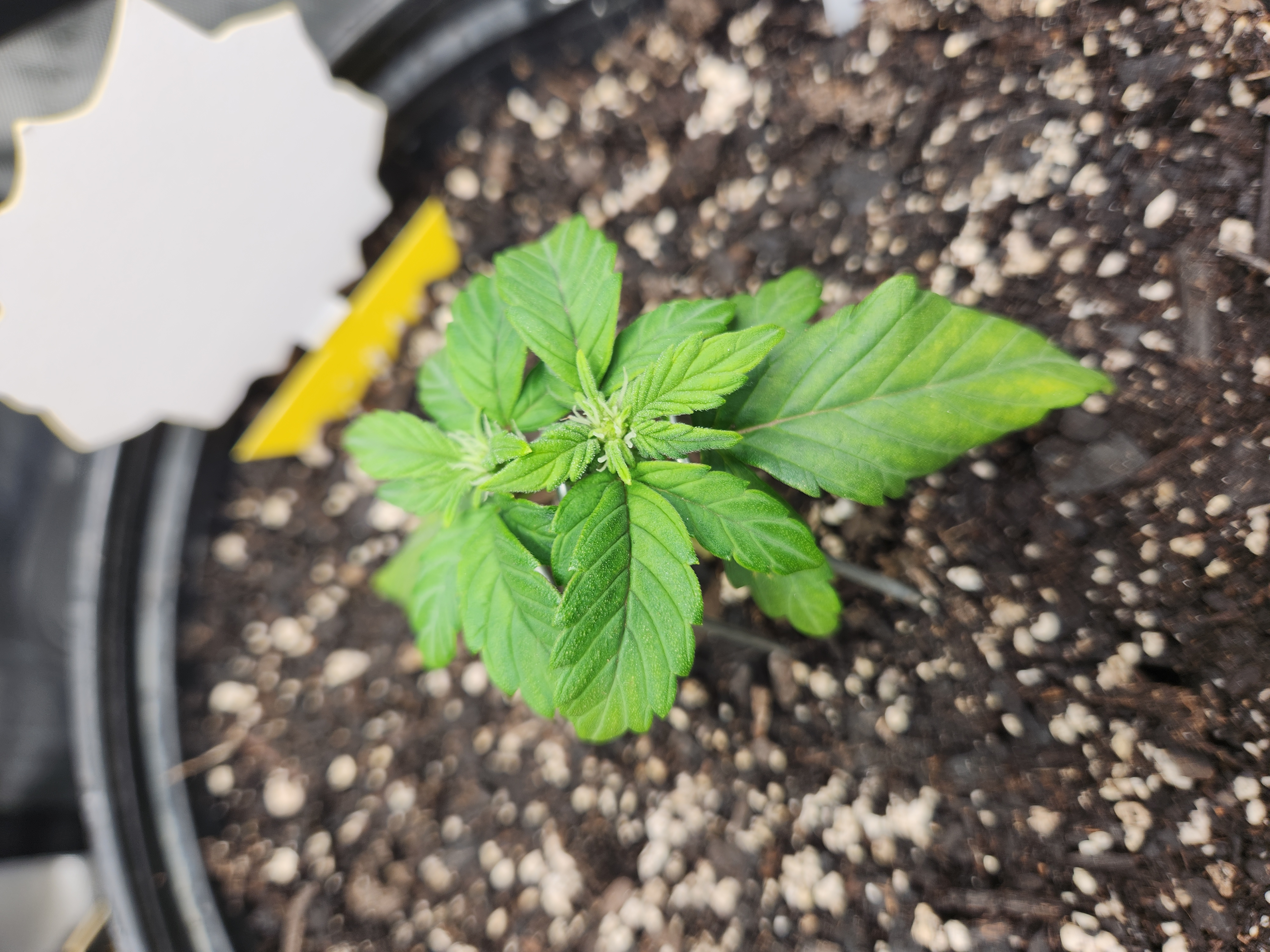 Mephisto Schoolyard Crush Grow-Pop tart OG and Apple Crush — vegetative, day 40