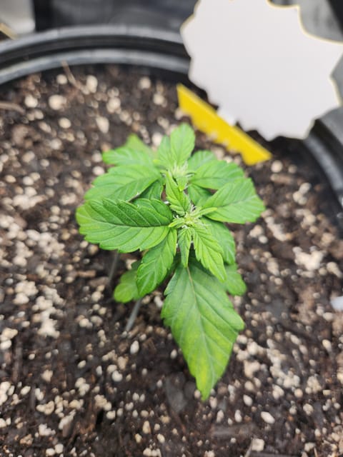 Mephisto Schoolyard Crush Grow-Pop tart OG and Apple Crush — vegetative, day 40