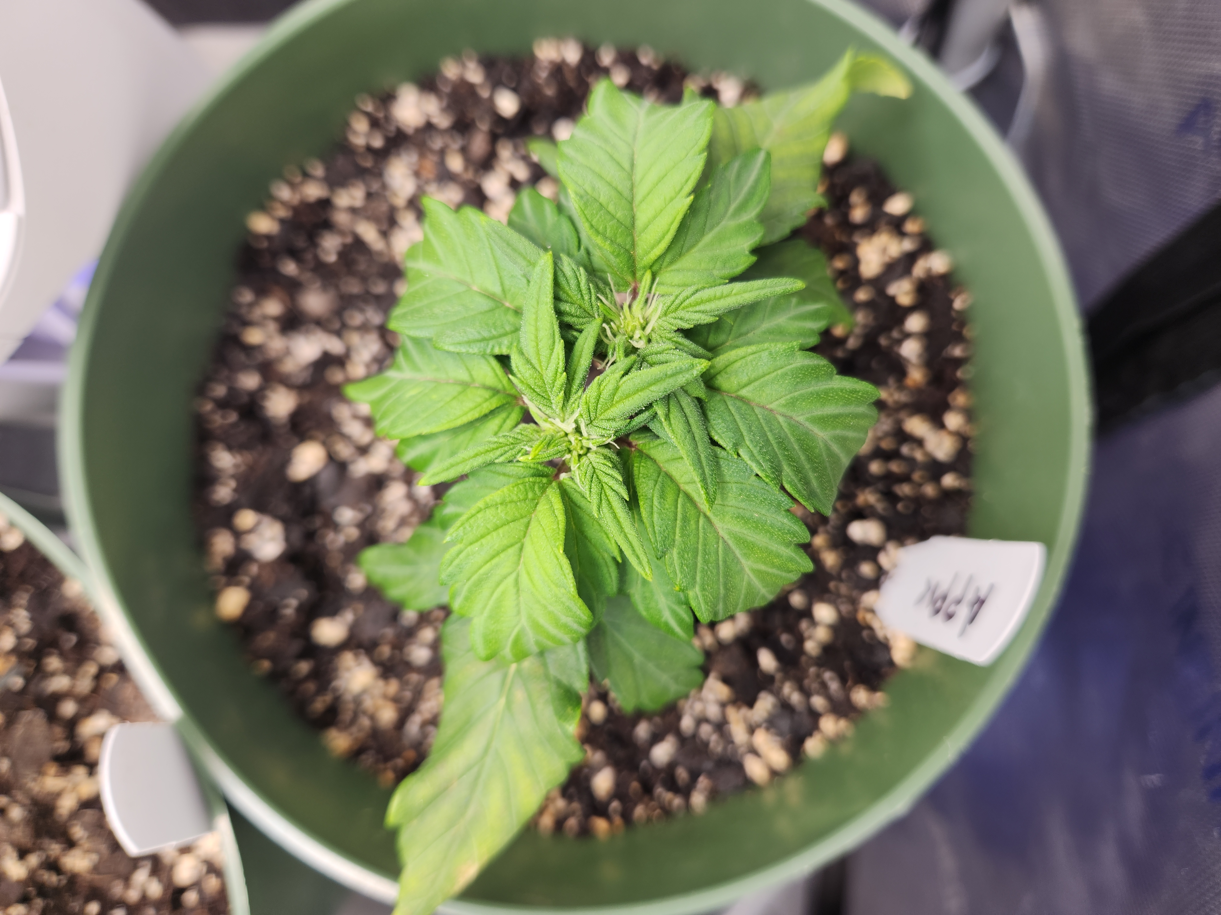 Mephisto Schoolyard Crush Grow-Pop tart OG and Apple Crush — vegetative, day 40