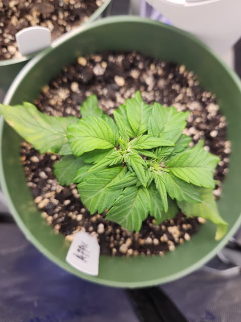 Mephisto Schoolyard Crush Grow-Pop tart OG and Apple Crush — vegetative, day 40