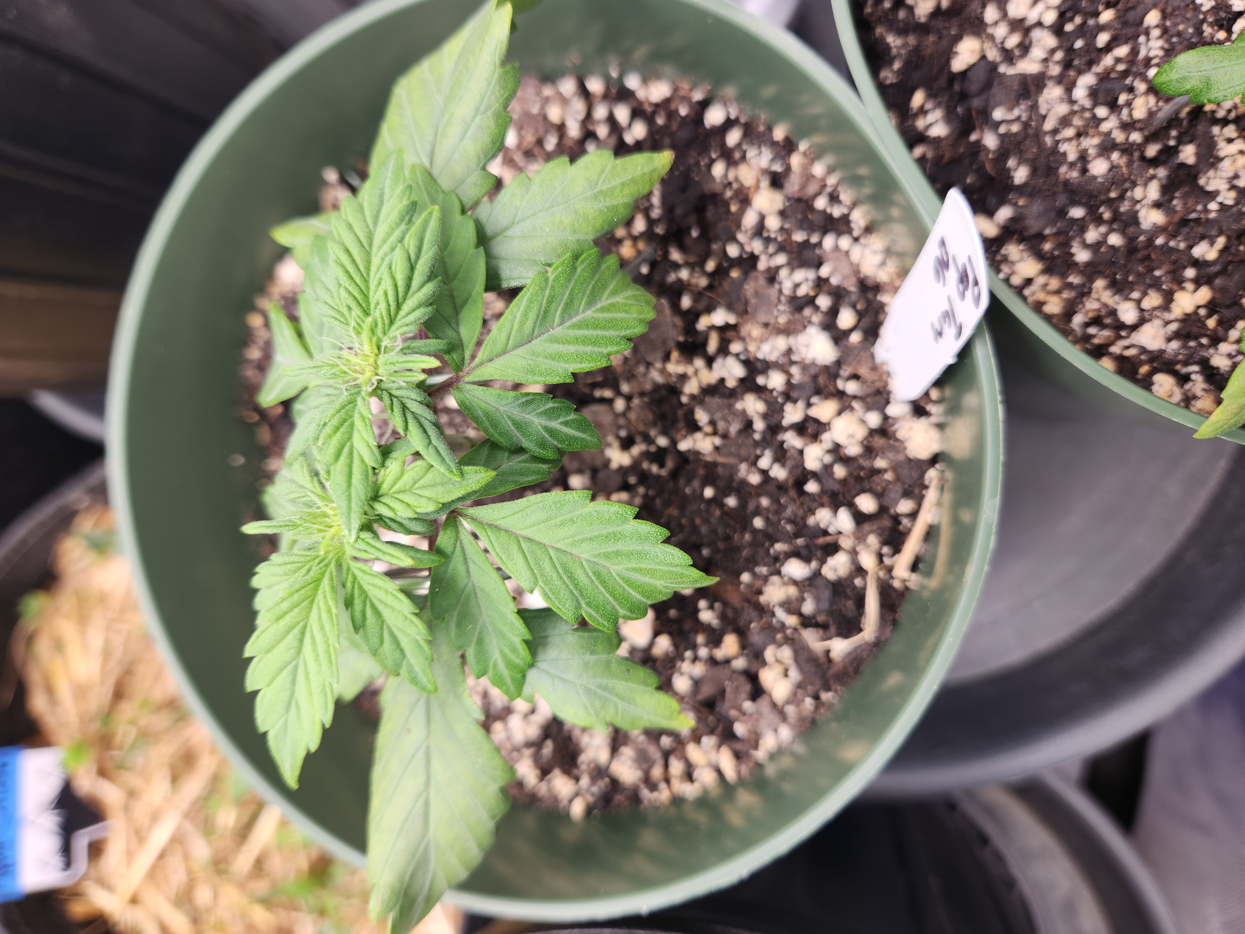 Mephisto Schoolyard Crush Grow-Pop tart OG and Apple Crush — vegetative, day 40