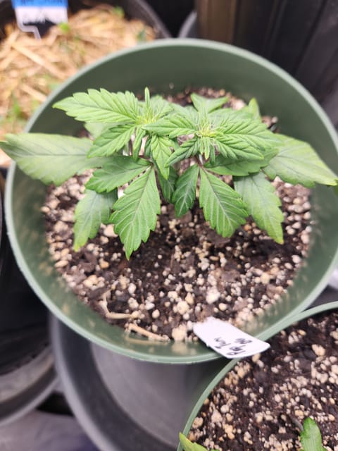 Mephisto Schoolyard Crush Grow-Pop tart OG and Apple Crush — vegetative, day 40