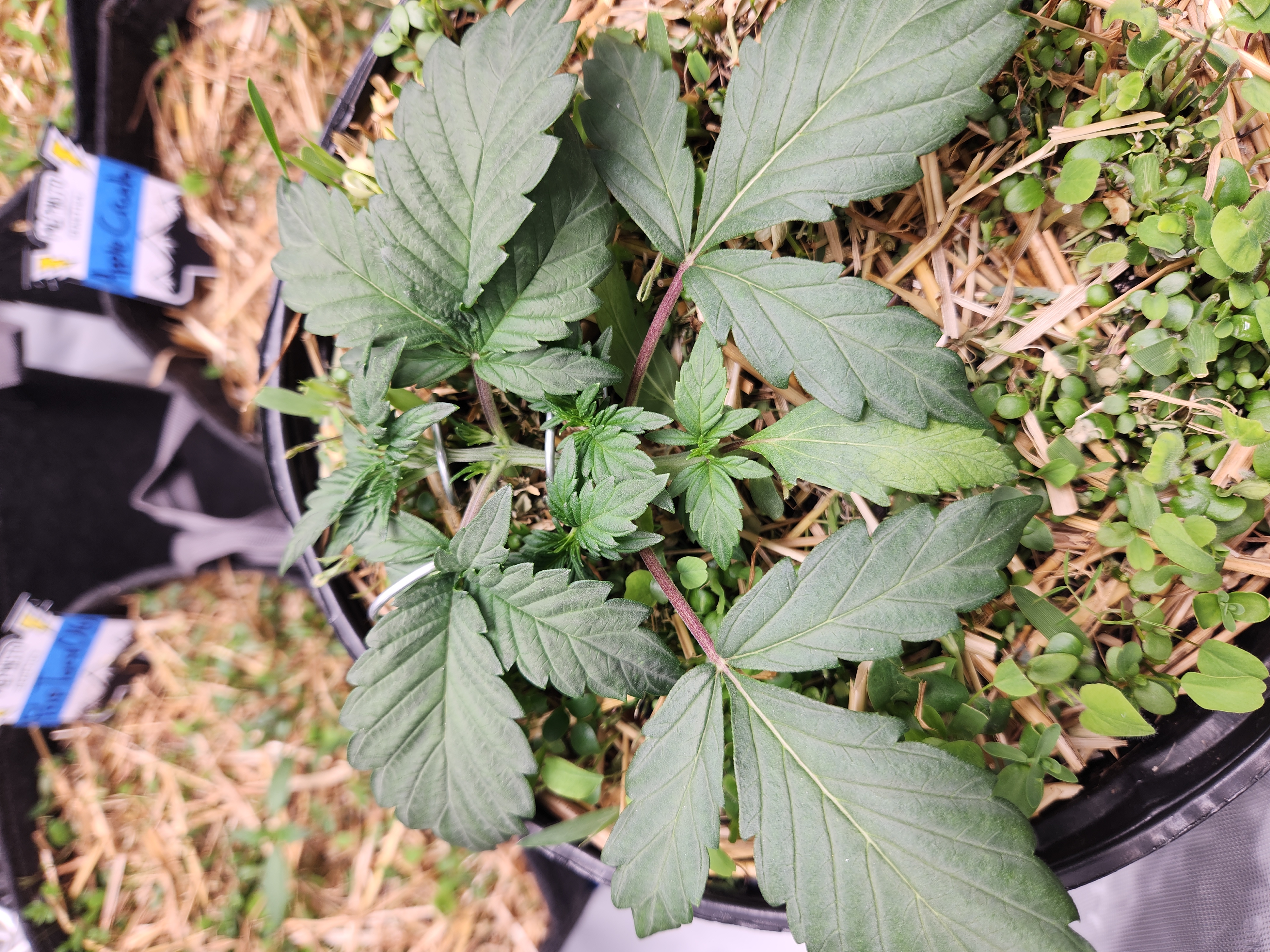 Mephisto Apple Crush in Nature's Living Soil  — vegetative, day 25