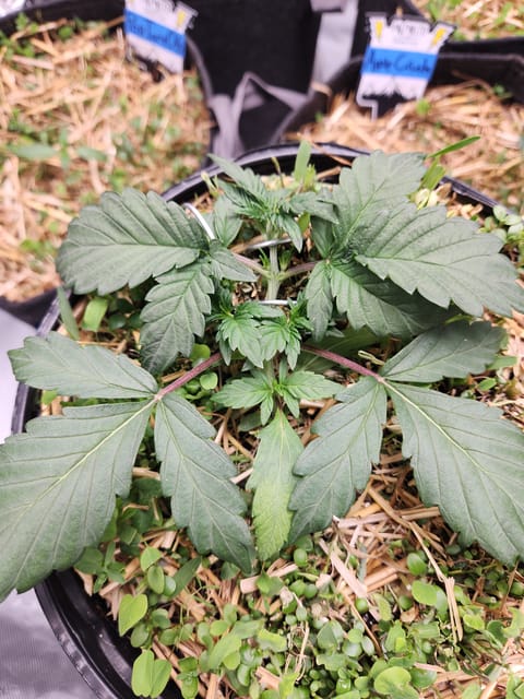 Mephisto Apple Crush in Nature's Living Soil — vegetative, day 25