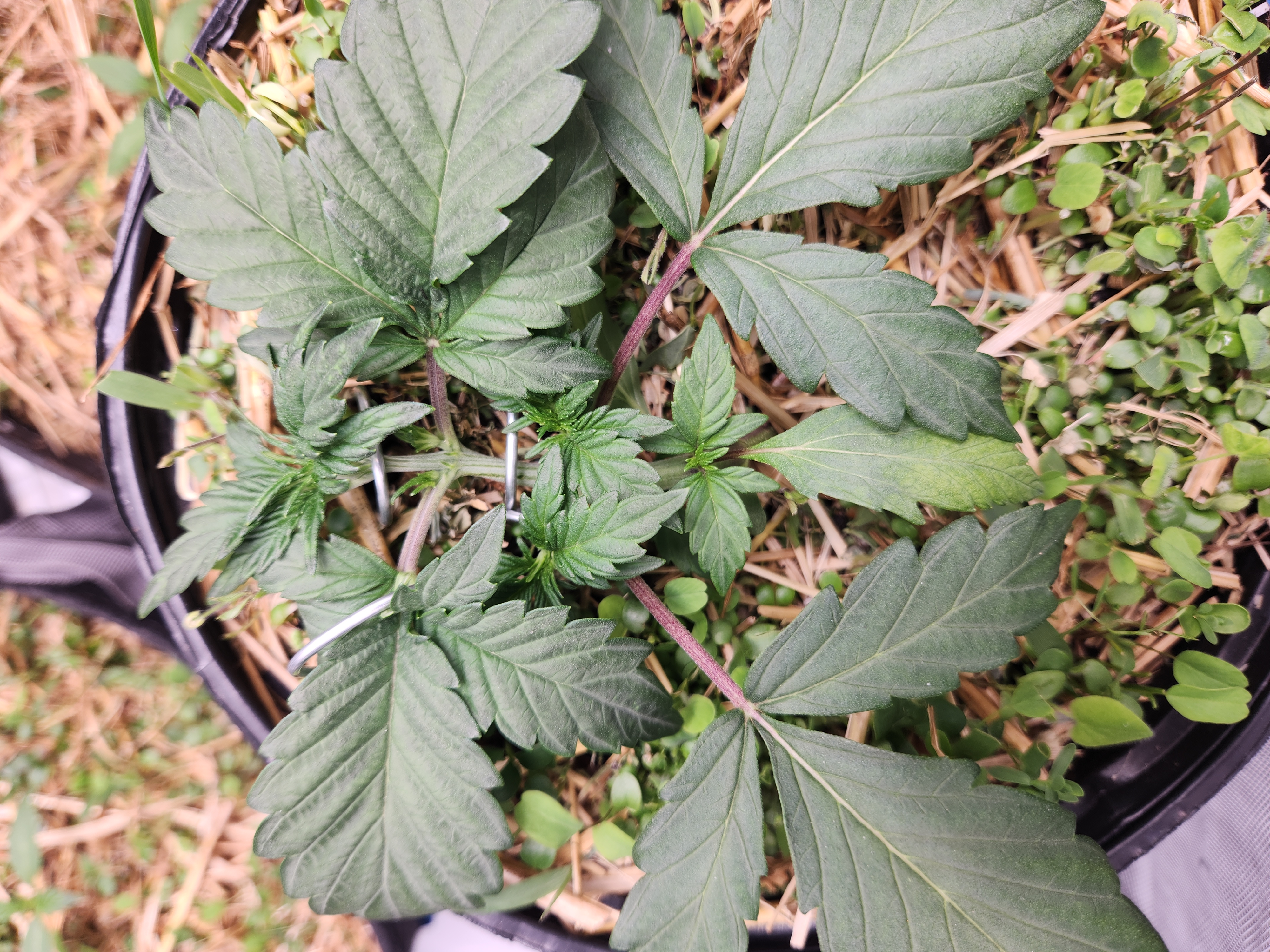 Mephisto Apple Crush in Nature's Living Soil  — vegetative, day 25