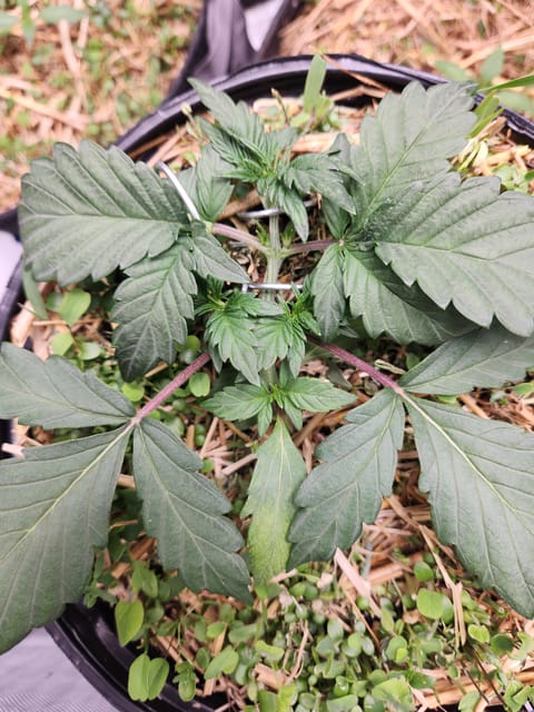 Mephisto Apple Crush in Nature's Living Soil — vegetative, day 25