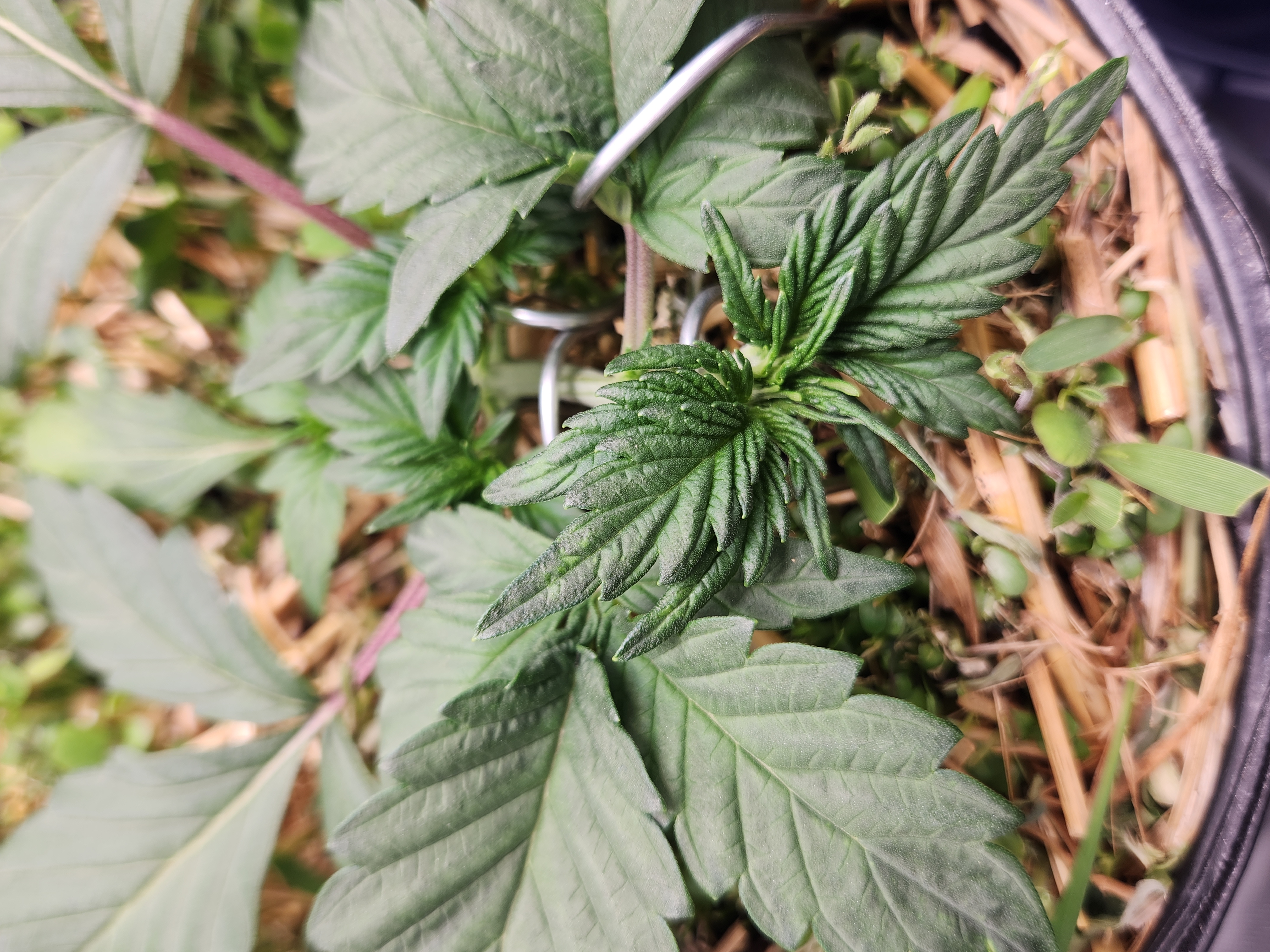 Mephisto Apple Crush in Nature's Living Soil  — vegetative, day 25