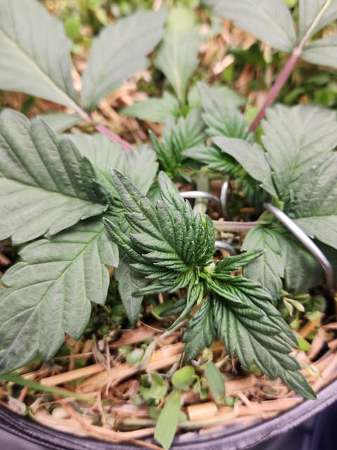Mephisto Apple Crush in Nature's Living Soil — vegetative, day 25