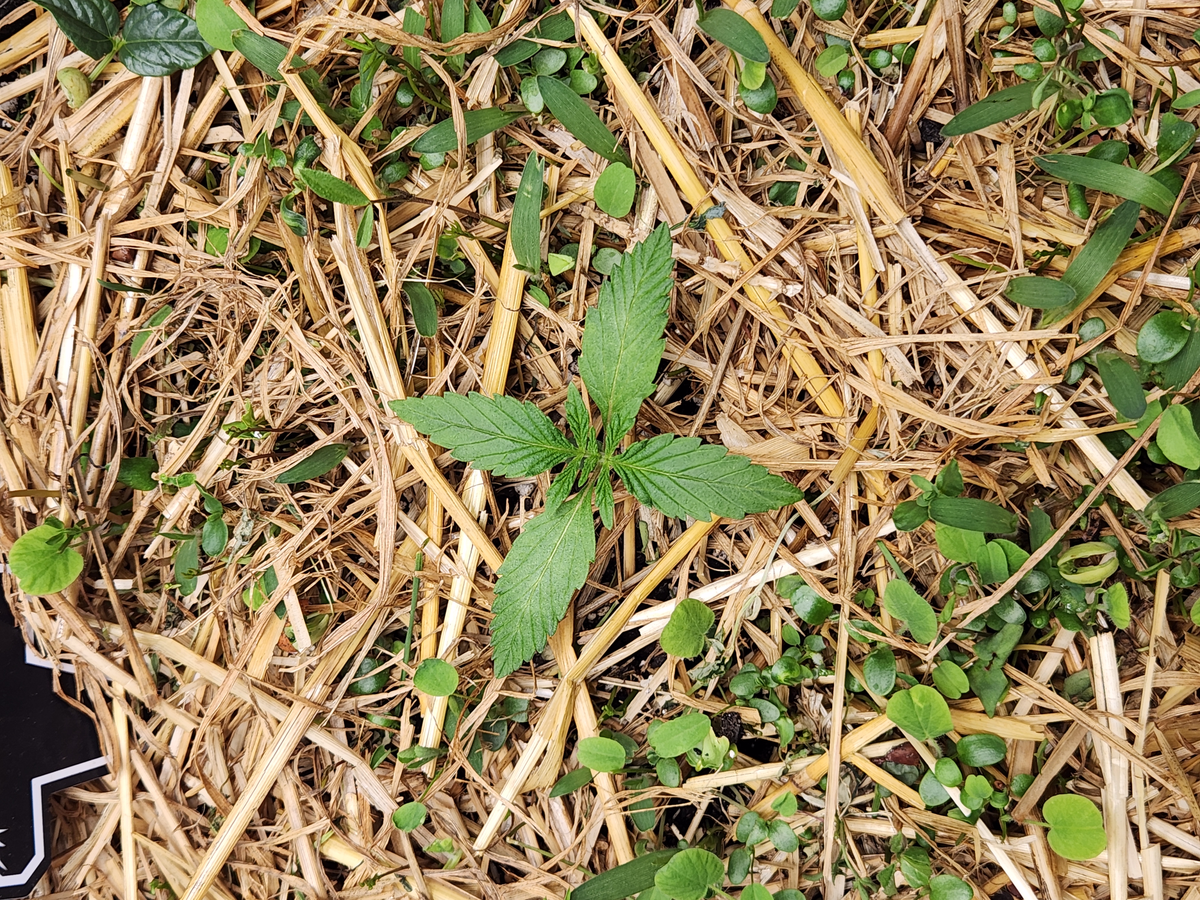 Mephisto Apple Crush and Pop tart OG in Nature's Living Soil.  — seedling_rooting, day 12