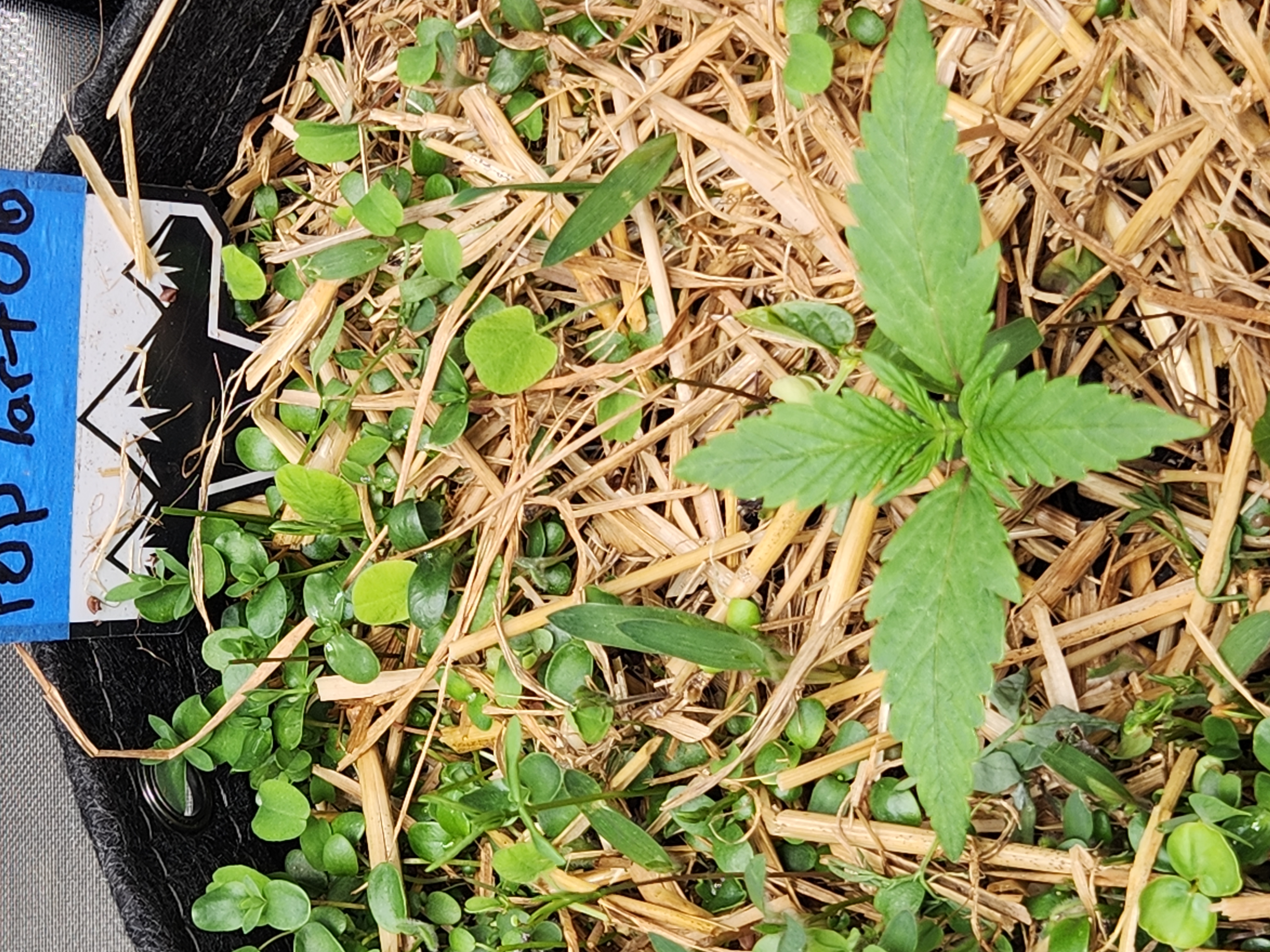 Mephisto Apple Crush and Pop tart OG in Nature's Living Soil.  — seedling_rooting, day 12