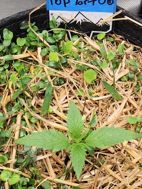 Mephisto Apple Crush and Pop tart OG in Nature's Living Soil. — seedling_rooting, day 12