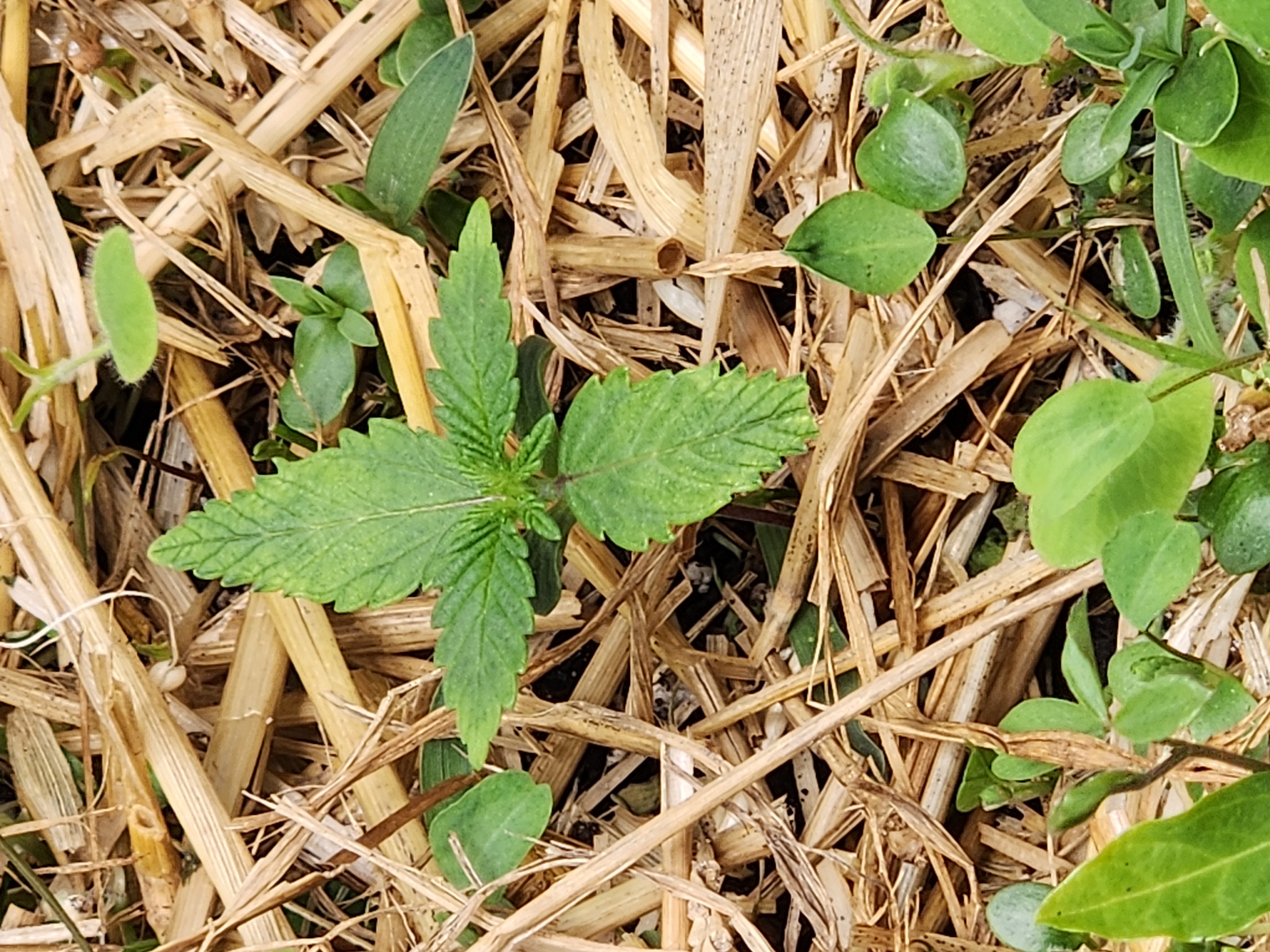 Mephisto Apple Crush and Pop tart OG in Nature's Living Soil.  — seedling_rooting, day 12