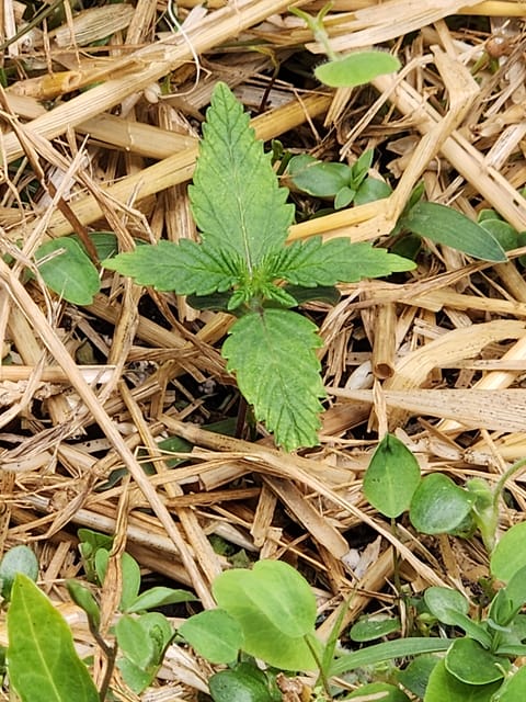 Mephisto Apple Crush and Pop tart OG in Nature's Living Soil. — seedling_rooting, day 12