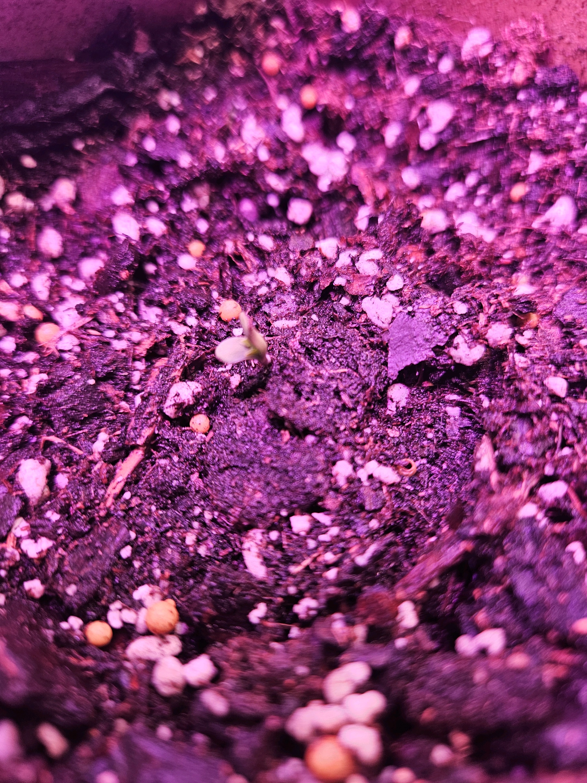 gary poppins — seedling_rooting, day 4