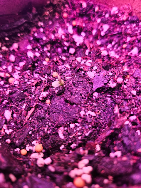 gary poppins — seedling_rooting, day 4